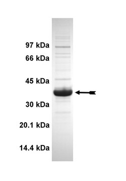 Eurofins DiscoverX FGFR2 (N549H) Protein, Active 10 &mu;g | Buy Online | Eurofins DiscoverX | Fisher Scientific